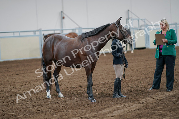 2020 - AB Morgan Horse - Fri, Sept 04 - 00802