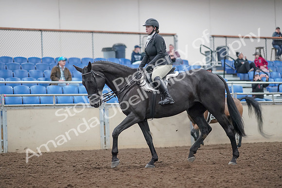2019 Morgan Horse Show - Aug 31, 2019 - 14905