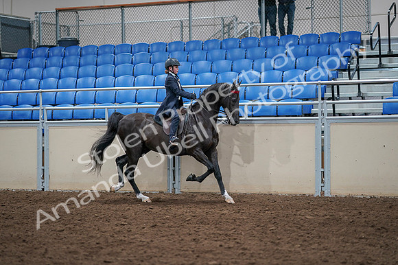 2020 - AB Morgan Horse - Fri, Sept 04 - 03137