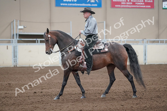 2019 Morgan Horse Show - Sept 01, 2019 - 07235