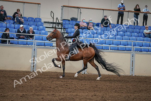 2020 - AB Morgan Horse - Sat, Sept 05 - 06740