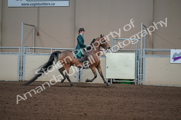 2019 Morgan Horse Show - Sept 01, 2019 - 13318