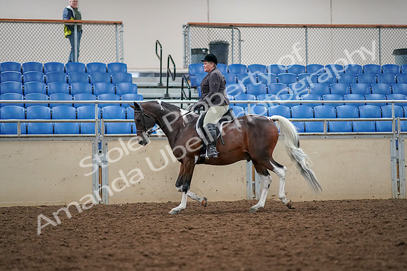 2019 Morgan Horse Show - Aug 30, 2019 - 22238