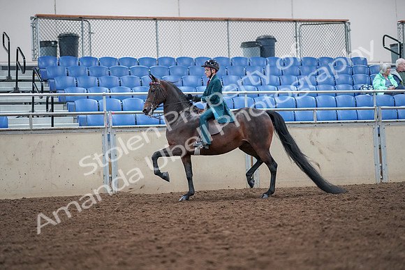 2019 Morgan Horse Show - Aug 30, 2019 - 17894