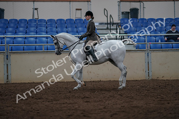 2019 Morgan Horse Show - Sept 01, 2019 - 08579