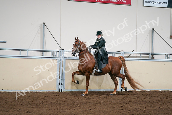 2020 - AB Morgan Horse - Sat, Sept 05 - 08044