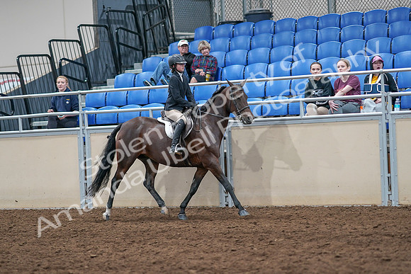 2020 - AB Morgan Horse - Sat, Sept 05 - 05124