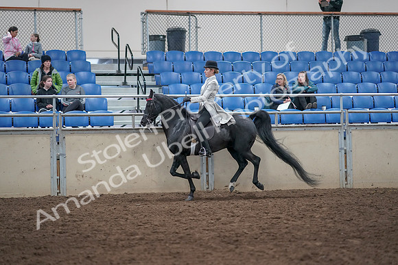 2019 Morgan Horse Show - Aug 31, 2019 - 09500