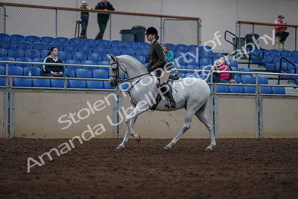2019 Morgan Horse Show - Sept 01, 2019 - 08704