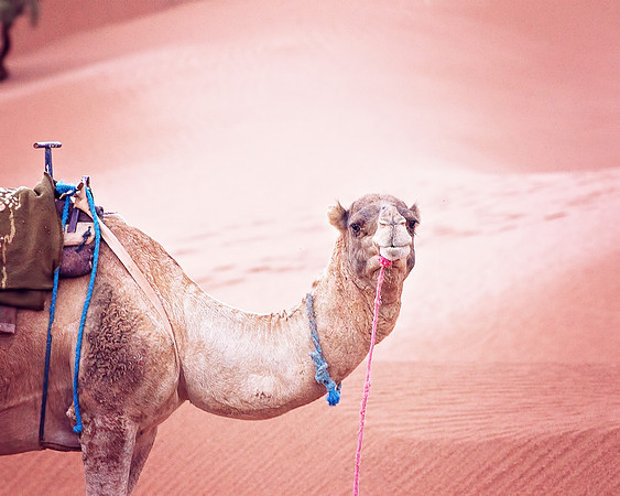 Morocco - 120