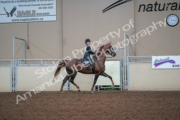 2019 Morgan Horse Show - Aug 30, 2019 - 17976