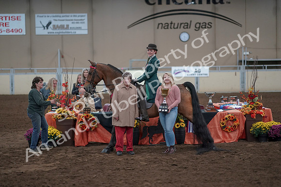2019 Morgan Horse Show - Sept 01, 2019 - 13426