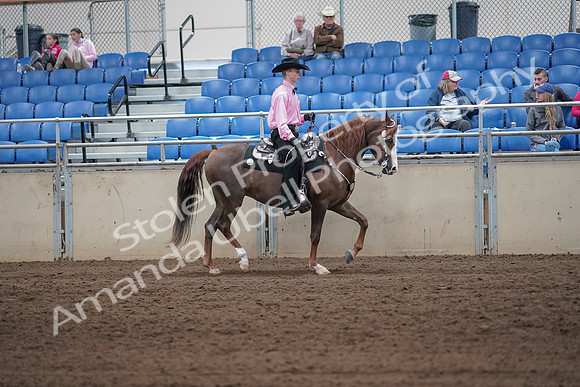 2019 Morgan Horse Show - Sept 01, 2019 - 07155