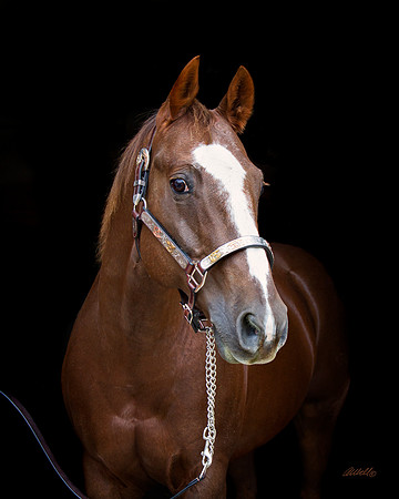 other breeds - 046