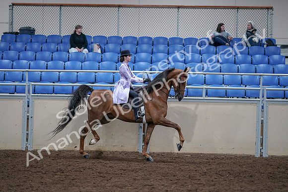 2020 - AB Morgan Horse - Fri, Sept 04 - 05096