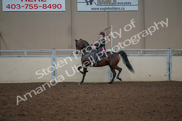 2019 Morgan Horse Show - Aug 30, 2019 - 28327