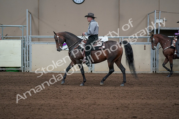 2019 Morgan Horse Show - Sept 01, 2019 - 06872