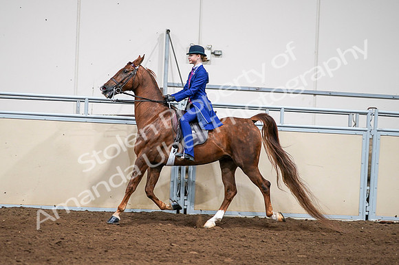2020 - AB Morgan Horse - Fri, Sept 04 - 04979