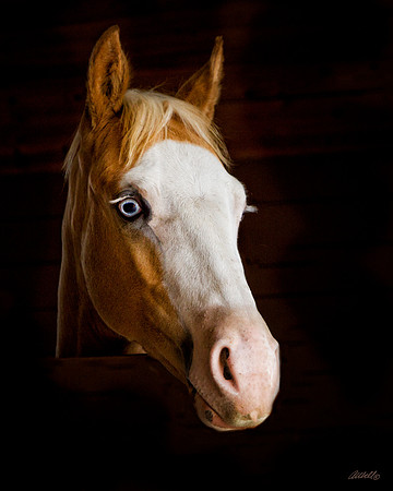 other breeds - 038