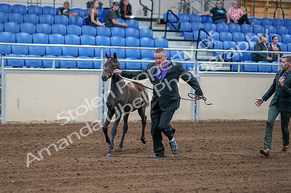 2020 - AB Morgan Horse - Fri, Sept 04 - 06177
