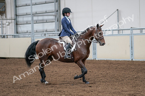 2020 - AB Morgan Horse - Fri, Sept 04 - 05978