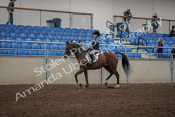 2019 Morgan Horse Show - Aug 31, 2019 - 05551