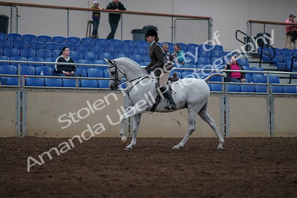 2019 Morgan Horse Show - Sept 01, 2019 - 08705