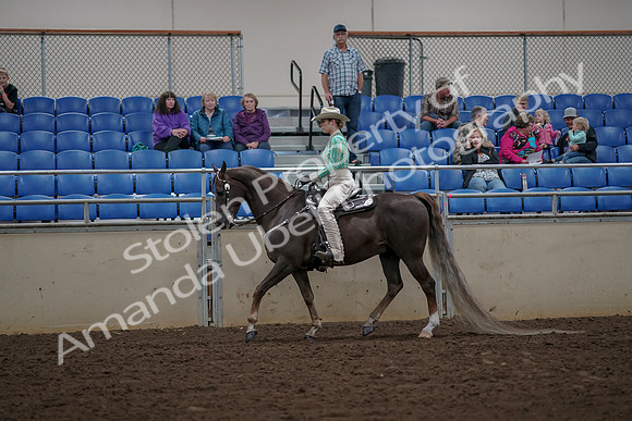 2019 Morgan Horse Show - Aug 30, 2019 - 25945