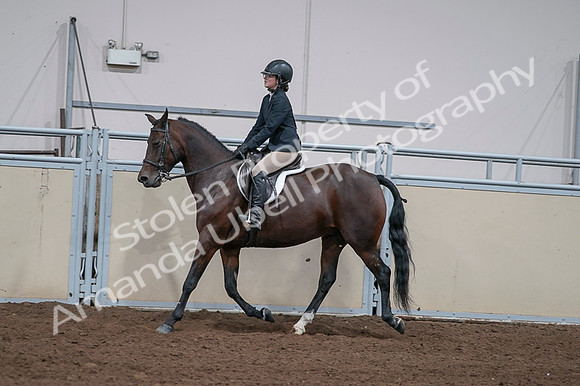 2020 - AB Morgan Horse - Fri, Sept 04 - 05957