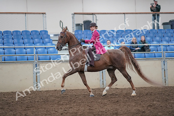 2019 Morgan Horse Show - Aug 31, 2019 - 08759