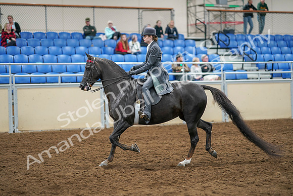 2020 - AB Morgan Horse - Sat, Sept 05 - 13578