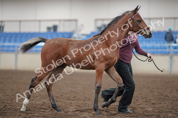 2019 Morgan Horse Show - Aug 31, 2019 - 00465