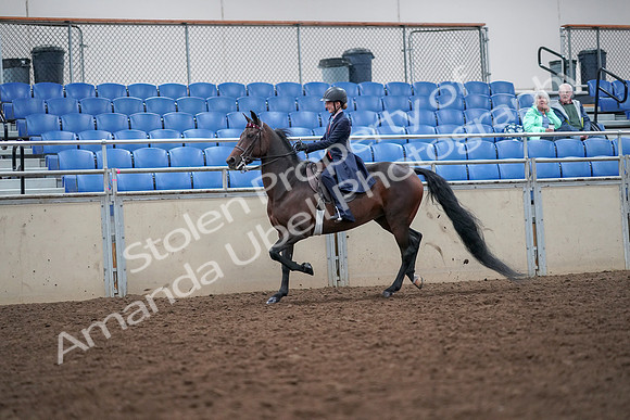 2019 Morgan Horse Show - Aug 30, 2019 - 17787