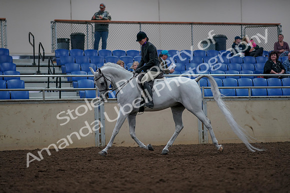 2019 Morgan Horse Show - Aug 31, 2019 - 15963