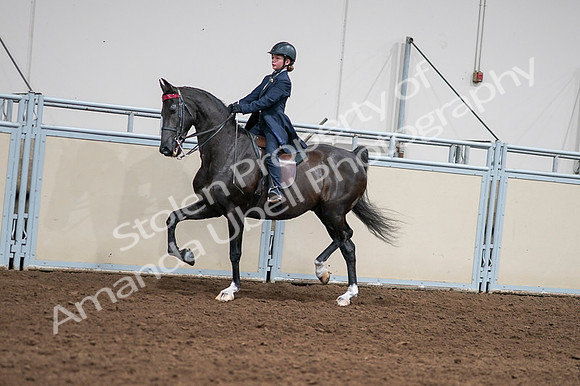 2020 - AB Morgan Horse - Fri, Sept 04 - 03009
