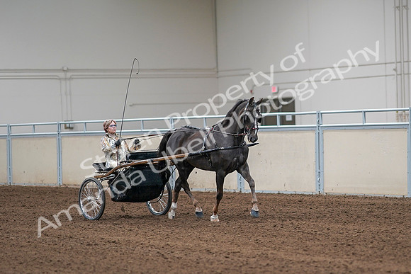 2020 - AB Morgan Horse - Sat, Sept 05 - 05920