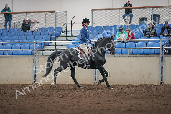 2019 Morgan Horse Show - Aug 31, 2019 - 07394