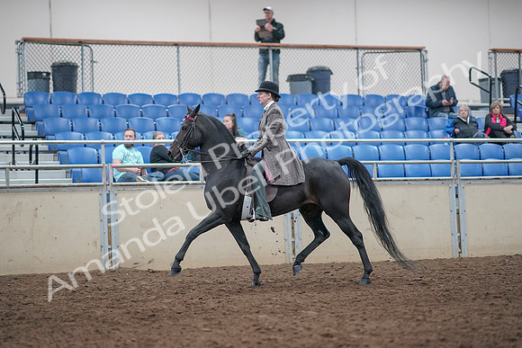 2019 Morgan Horse Show - Aug 31, 2019 - 08507