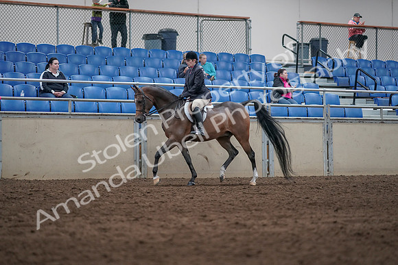 2019 Morgan Horse Show - Sept 01, 2019 - 08503