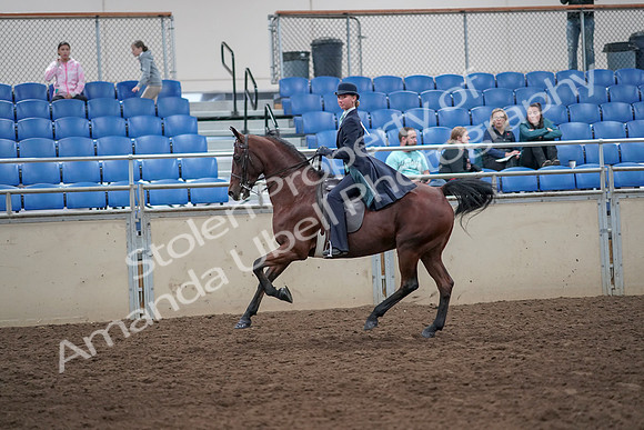 2019 Morgan Horse Show - Aug 31, 2019 - 08857