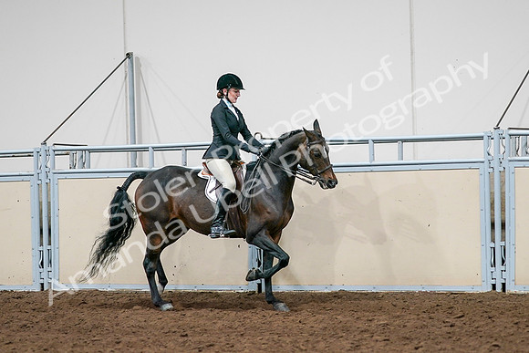 2020 - AB Morgan Horse - Sat, Sept 05 - 14569