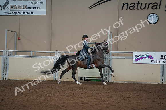 2019 Morgan Horse Show - Aug 30, 2019 - 25334