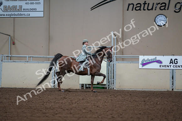 2019 Morgan Horse Show - Aug 30, 2019 - 17936