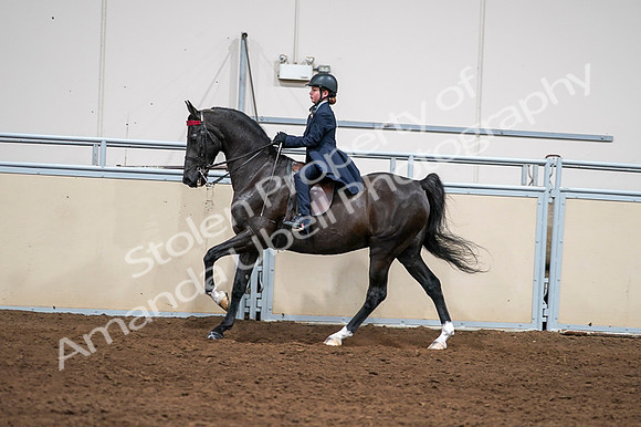 2020 - AB Morgan Horse - Fri, Sept 04 - 03062