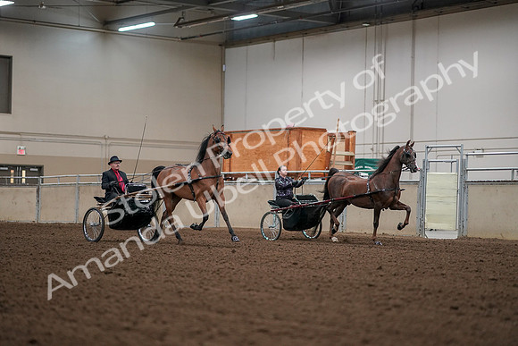 2019 Morgan Horse Show - Aug 30, 2019 - 13388
