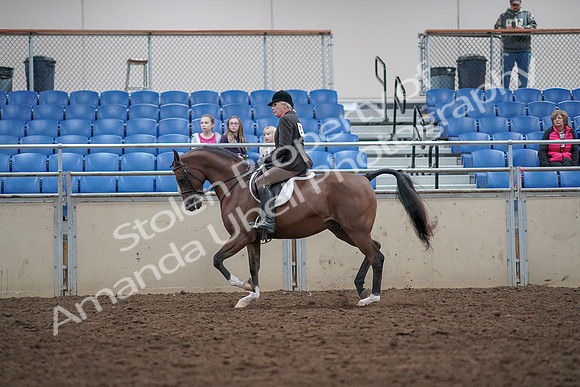 2019 Morgan Horse Show - Aug 31, 2019 - 15912