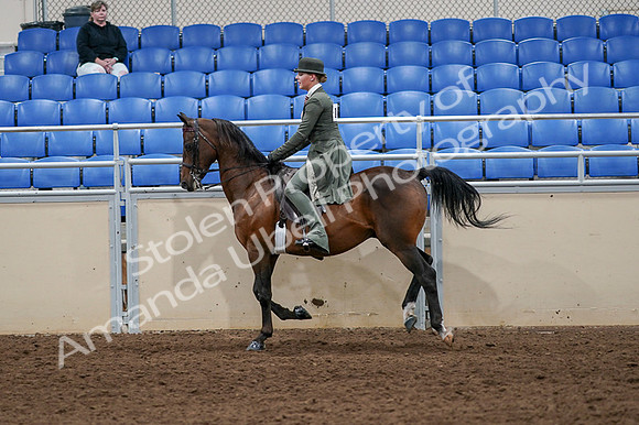 2020 - AB Morgan Horse - Fri, Sept 04 - 03323