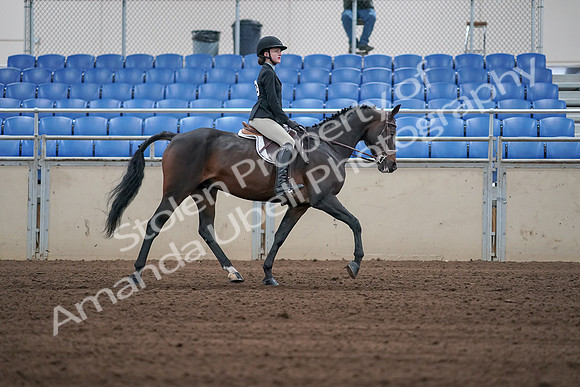 2019 Morgan Horse Show - Sept 01, 2019 - 03949