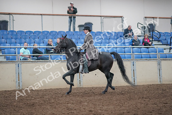 2019 Morgan Horse Show - Aug 31, 2019 - 08504