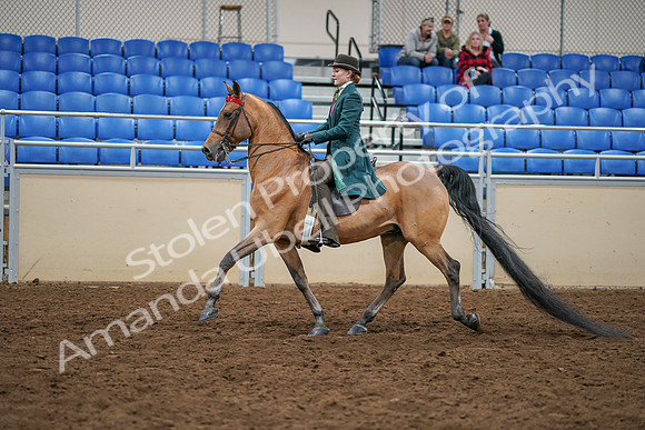 2020 - AB Morgan Horse - Sat, Sept 05 - 13780